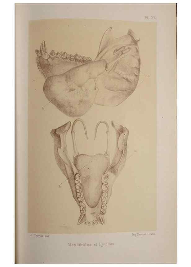 Reproducción/Reproduction 49525394516: Faune de la Sénégambie. Paris :O. Doin,1883-1887.. 