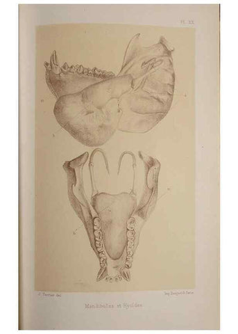 Reproducción/Reproduction 49525394516: Faune de la Sénégambie. Paris :O. Doin,1883-1887.. 