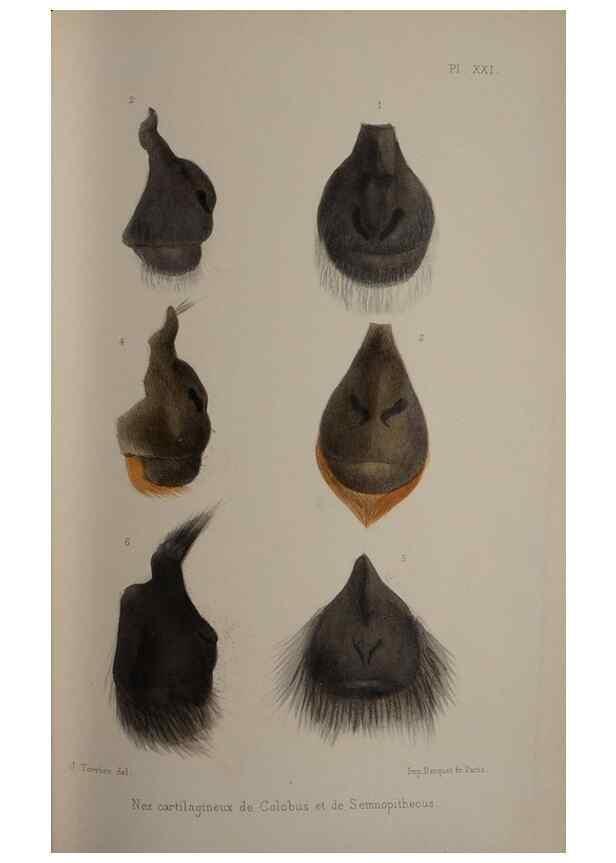 Reproducción/Reproduction 49525617742: Faune de la Sénégambie. Paris :O. Doin,1883-1887.. 