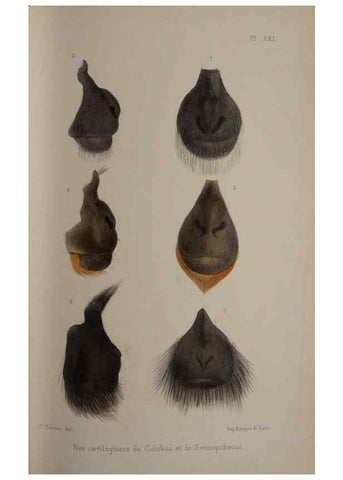Reproducción/Reproduction 49525617742: Faune de la Sénégambie. Paris :O. Doin,1883-1887.. 