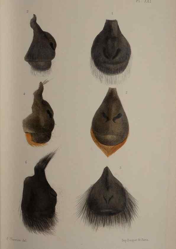 Reproducción/Reproduction 49525617742: Faune de la Sénégambie. Paris :O. Doin,1883-1887.. 
