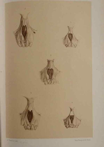 Reproducción/Reproduction 49525617987: Faune de la Sénégambie. Paris :O. Doin,1883-1887.. 