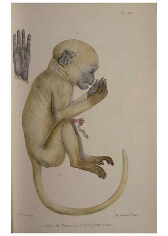 Reproducción/Reproduction 49525392656: Faune de la Sénégambie. Paris :O. Doin,1883-1887.. 