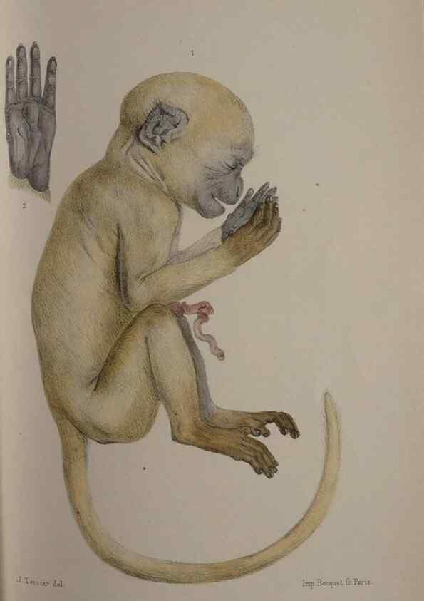 Reproducción/Reproduction 49525392656: Faune de la Sénégambie. Paris :O. Doin,1883-1887.. 