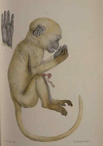 Reproducción/Reproduction 49525392656: Faune de la Sénégambie. Paris :O. Doin,1883-1887.. 