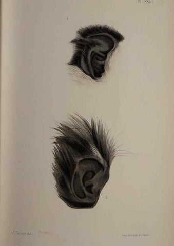 Reproducción/Reproduction 49525618282: Faune de la Sénégambie. Paris :O. Doin,1883-1887.. 