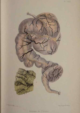 Reproducción/Reproduction 49524884098: Faune de la Sénégambie. Paris :O. Doin,1883-1887.. 