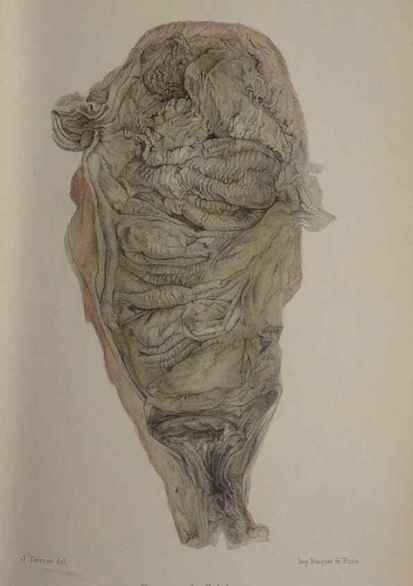 Reproducción/Reproduction 49524884338: Faune de la Sénégambie. Paris :O. Doin,1883-1887.. 