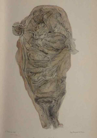 Reproducción/Reproduction 49524884338: Faune de la Sénégambie. Paris :O. Doin,1883-1887.. 