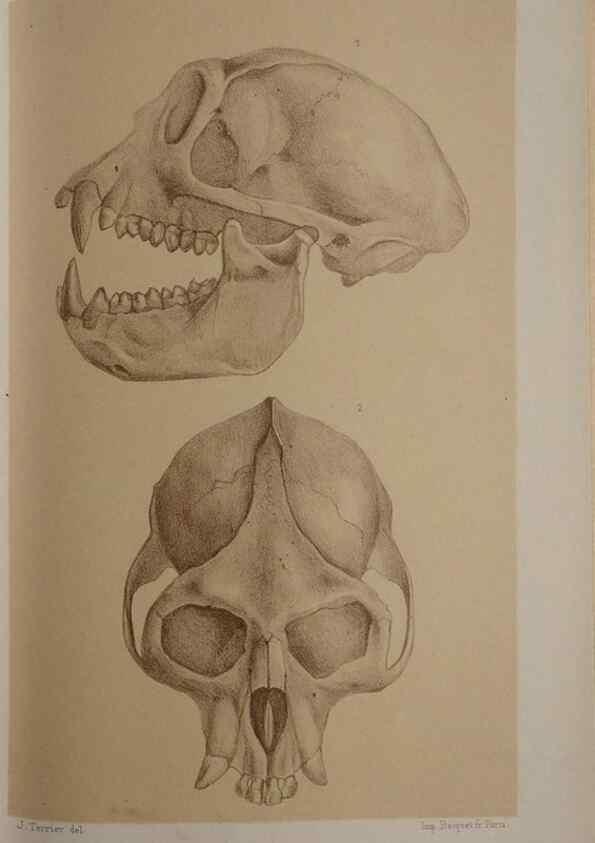 Reproducción/Reproduction 49525397041: Faune de la Sénégambie. Paris :O. Doin,1883-1887.. 