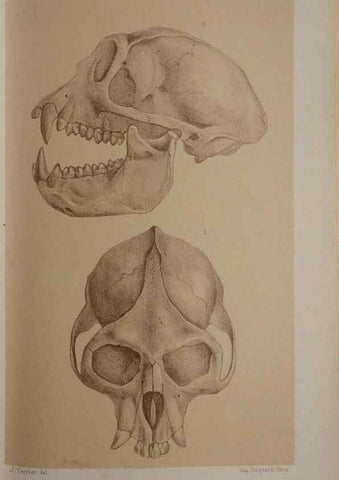 Reproducción/Reproduction 49525397041: Faune de la Sénégambie. Paris :O. Doin,1883-1887.. 