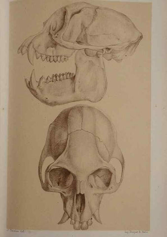 Reproducción/Reproduction 49525397251: Faune de la Sénégambie. Paris :O. Doin,1883-1887.. 
