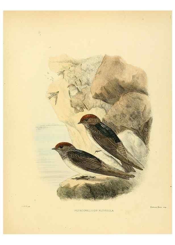 Reproducción/Reproduction 49522865467: A monograph of the Hirundinidae or family of swallows. London :Henry Sotheran & Co.,1885-1894.. 