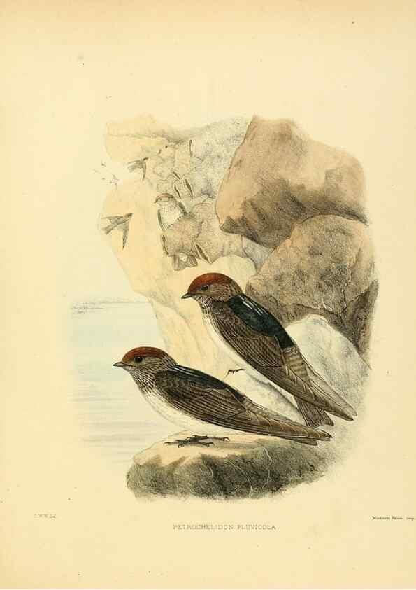 Reproducción/Reproduction 49522865467: A monograph of the Hirundinidae or family of swallows. London :Henry Sotheran & Co.,1885-1894.. 