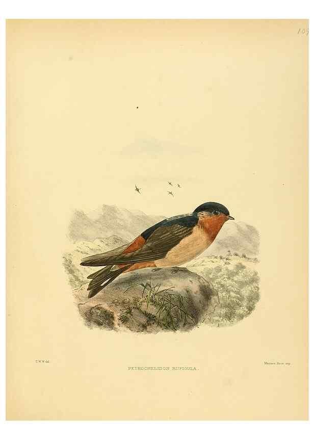 Reproducción/Reproduction 49522647216: A monograph of the Hirundinidae or family of swallows. London :Henry Sotheran & Co.,1885-1894.. 