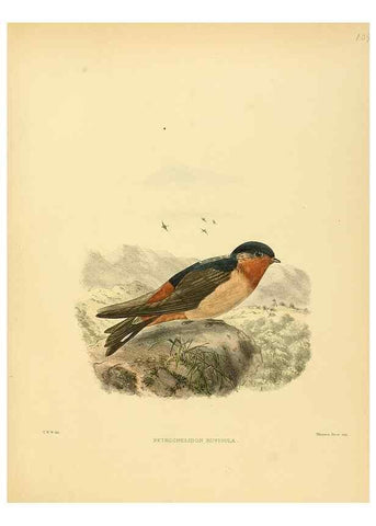 Reproducción/Reproduction 49522647216: A monograph of the Hirundinidae or family of swallows. London :Henry Sotheran & Co.,1885-1894.. 