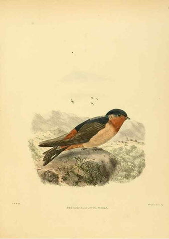 Reproducción/Reproduction 49522647216: A monograph of the Hirundinidae or family of swallows. London :Henry Sotheran & Co.,1885-1894.. 