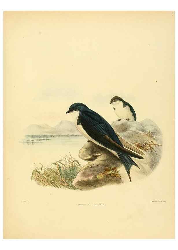 Reproducción/Reproduction 49522851237: A monograph of the Hirundinidae or family of swallows. London :Henry Sotheran & Co.,1885-1894.. 