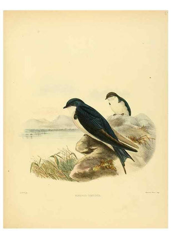 Reproducción/Reproduction 49522851237: A monograph of the Hirundinidae or family of swallows. London :Henry Sotheran & Co.,1885-1894.. 