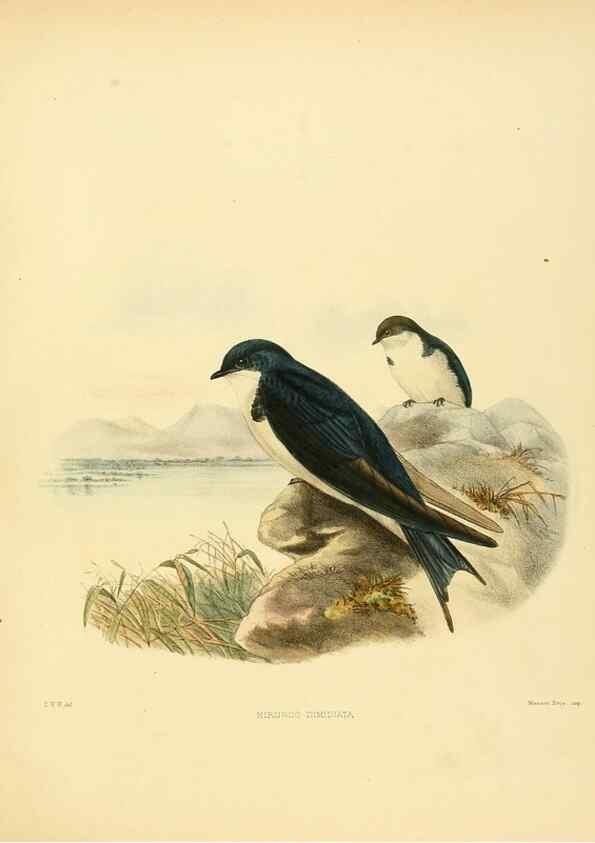 Reproducción/Reproduction 49522851237: A monograph of the Hirundinidae or family of swallows. London :Henry Sotheran & Co.,1885-1894.. 