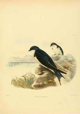 Reproducción/Reproduction 49522851237: A monograph of the Hirundinidae or family of swallows. London :Henry Sotheran & Co.,1885-1894.. 