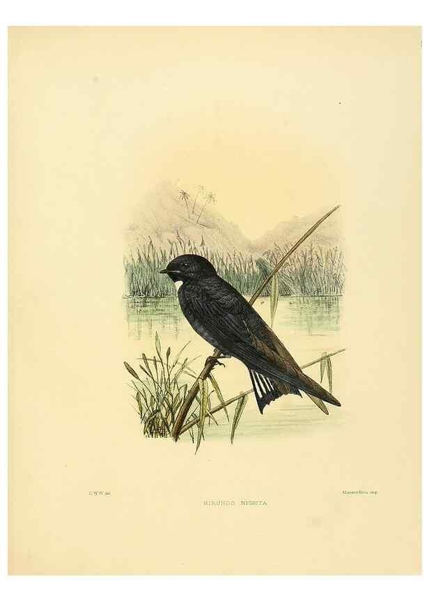Reproducción/Reproduction 49522851537: A monograph of the Hirundinidae or family of swallows. London :Henry Sotheran & Co.,1885-1894.. 