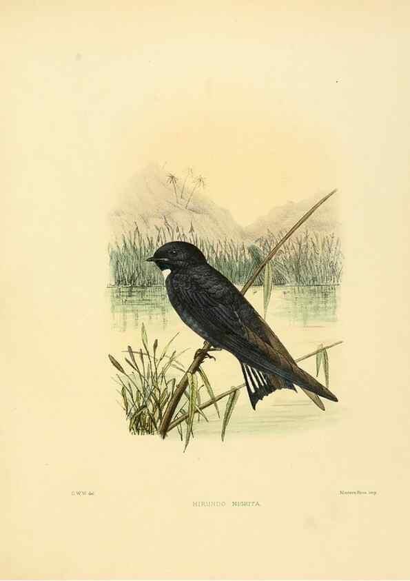 Reproducción/Reproduction 49522851537: A monograph of the Hirundinidae or family of swallows. London :Henry Sotheran & Co.,1885-1894.. 