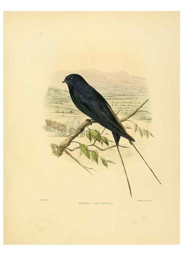 Reproducción/Reproduction 49522634556: A monograph of the Hirundinidae or family of swallows. London :Henry Sotheran & Co.,1885-1894.. 