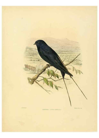Reproducción/Reproduction 49522634556: A monograph of the Hirundinidae or family of swallows. London :Henry Sotheran & Co.,1885-1894.. 