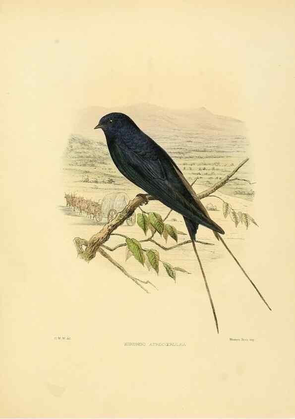 Reproducción/Reproduction 49522634556: A monograph of the Hirundinidae or family of swallows. London :Henry Sotheran & Co.,1885-1894.. 