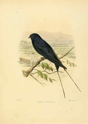 Reproducción/Reproduction 49522634556: A monograph of the Hirundinidae or family of swallows. London :Henry Sotheran & Co.,1885-1894.. 