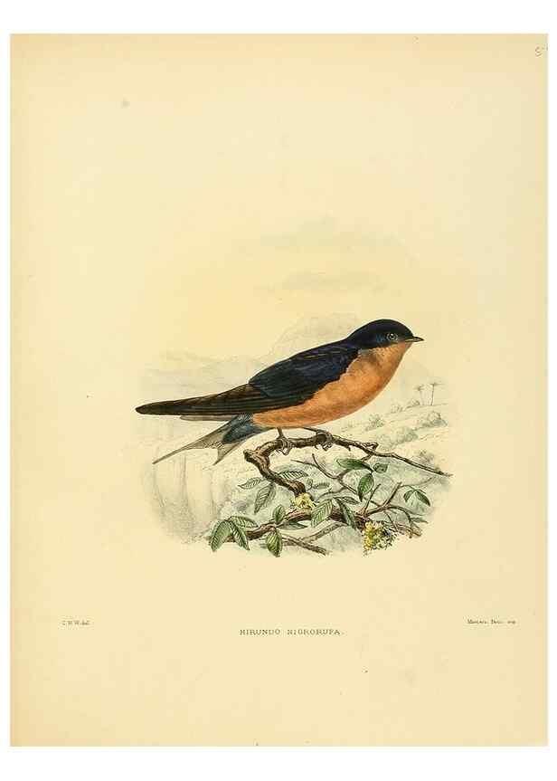 Reproducción/Reproduction 49522634766: A monograph of the Hirundinidae or family of swallows. London :Henry Sotheran & Co.,1885-1894.. 