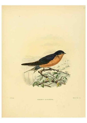 Reproducción/Reproduction 49522634766: A monograph of the Hirundinidae or family of swallows. London :Henry Sotheran & Co.,1885-1894.. 