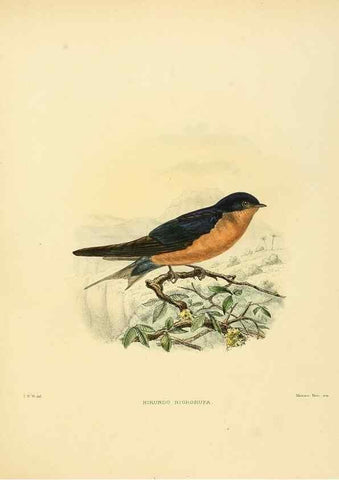 Reproducción/Reproduction 49522634766: A monograph of the Hirundinidae or family of swallows. London :Henry Sotheran & Co.,1885-1894.. 