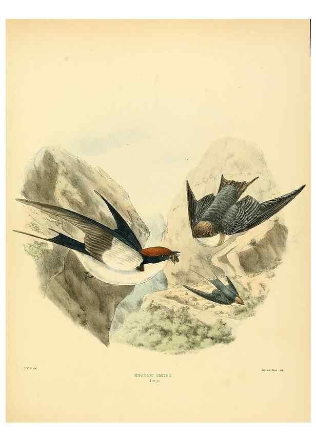 Reproducción/Reproduction 49522852267: A monograph of the Hirundinidae or family of swallows. London :Henry Sotheran & Co.,1885-1894.. 