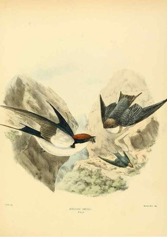 Reproducción/Reproduction 49522852267: A monograph of the Hirundinidae or family of swallows. London :Henry Sotheran & Co.,1885-1894.. 