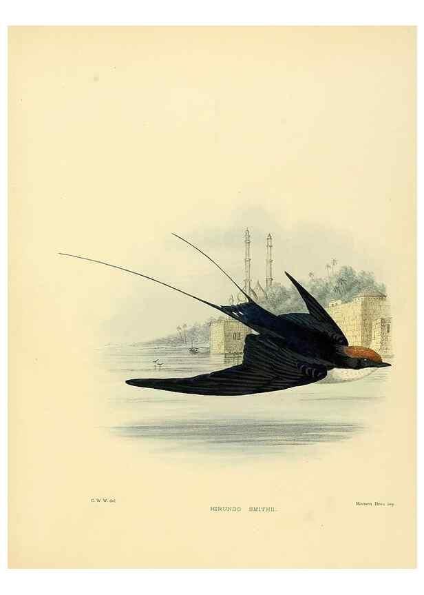 Reproducción/Reproduction 49522115078: A monograph of the Hirundinidae or family of swallows. London :Henry Sotheran & Co.,1885-1894.. 