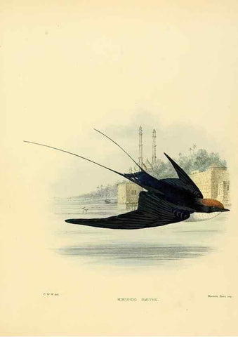 Reproducción/Reproduction 49522115078: A monograph of the Hirundinidae or family of swallows. London :Henry Sotheran & Co.,1885-1894.. 
