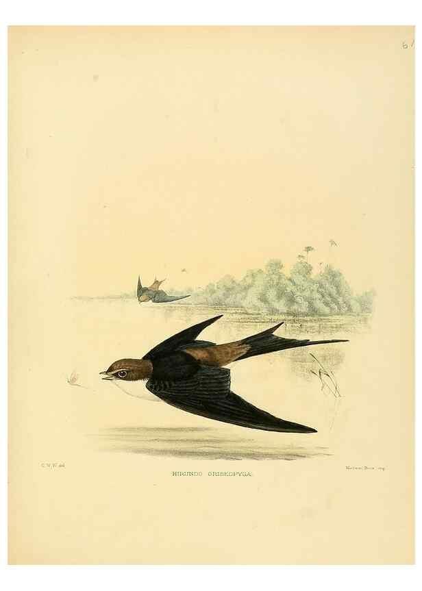 Reproducción/Reproduction 49522115358: A monograph of the Hirundinidae or family of swallows. London :Henry Sotheran & Co.,1885-1894.. 