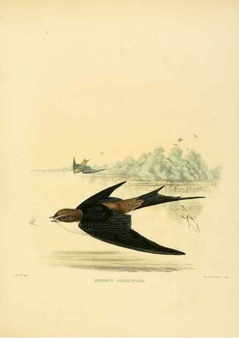 Reproducción/Reproduction 49522115358: A monograph of the Hirundinidae or family of swallows. London :Henry Sotheran & Co.,1885-1894.. 