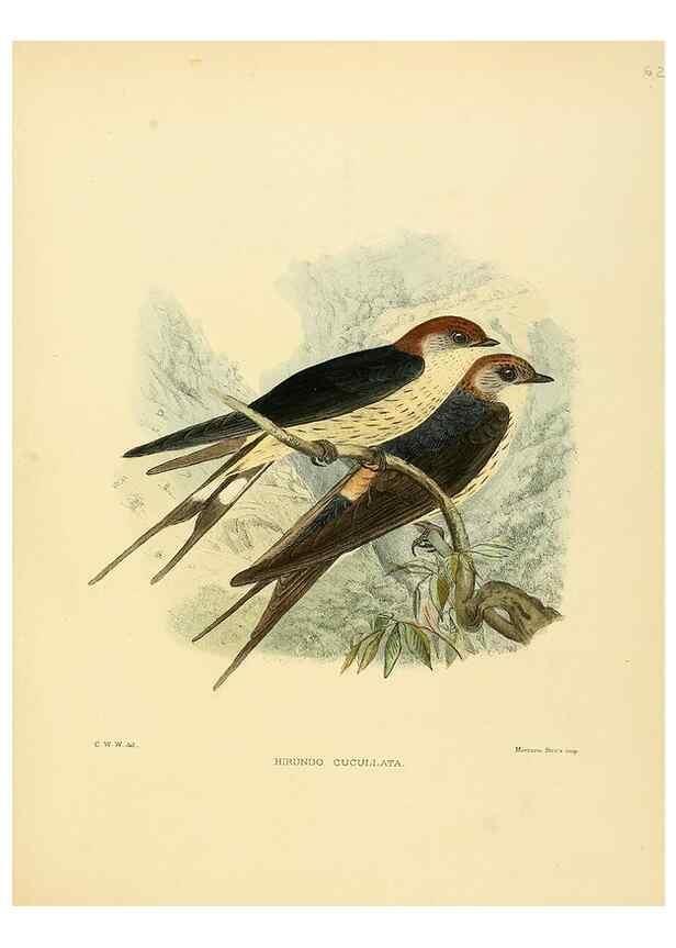Reproducción/Reproduction 49522635641: A monograph of the Hirundinidae or family of swallows. London :Henry Sotheran & Co.,1885-1894.. 