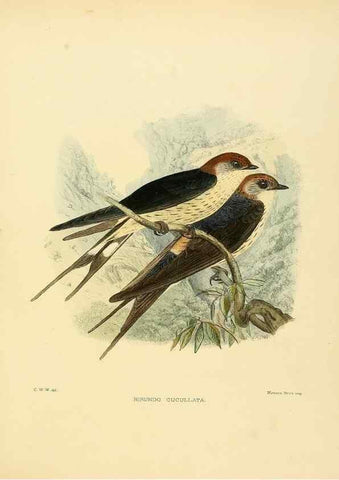 Reproducción/Reproduction 49522635641: A monograph of the Hirundinidae or family of swallows. London :Henry Sotheran & Co.,1885-1894.. 