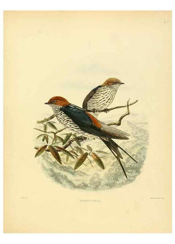 Reproducción/Reproduction 49522635841: A monograph of the Hirundinidae or family of swallows. London :Henry Sotheran & Co.,1885-1894.. 