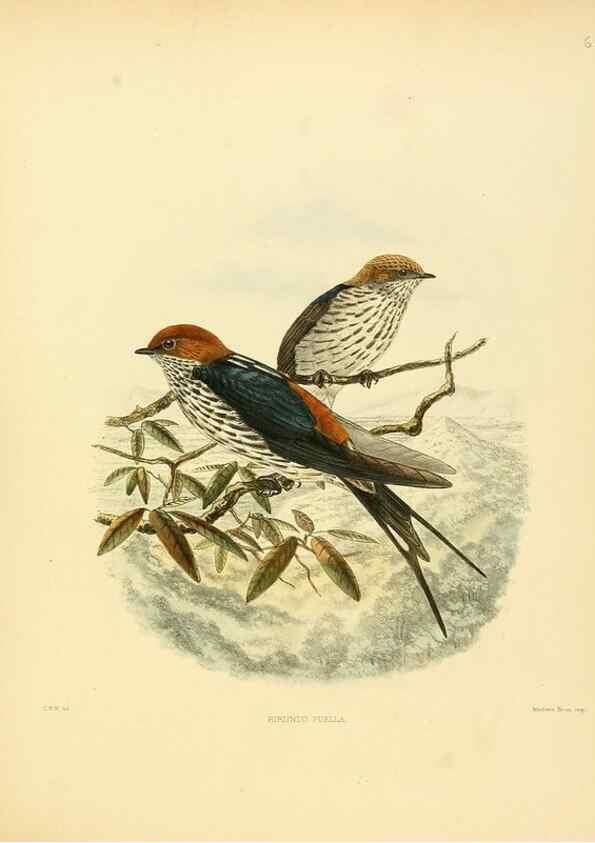 Reproducción/Reproduction 49522635841: A monograph of the Hirundinidae or family of swallows. London :Henry Sotheran & Co.,1885-1894.. 