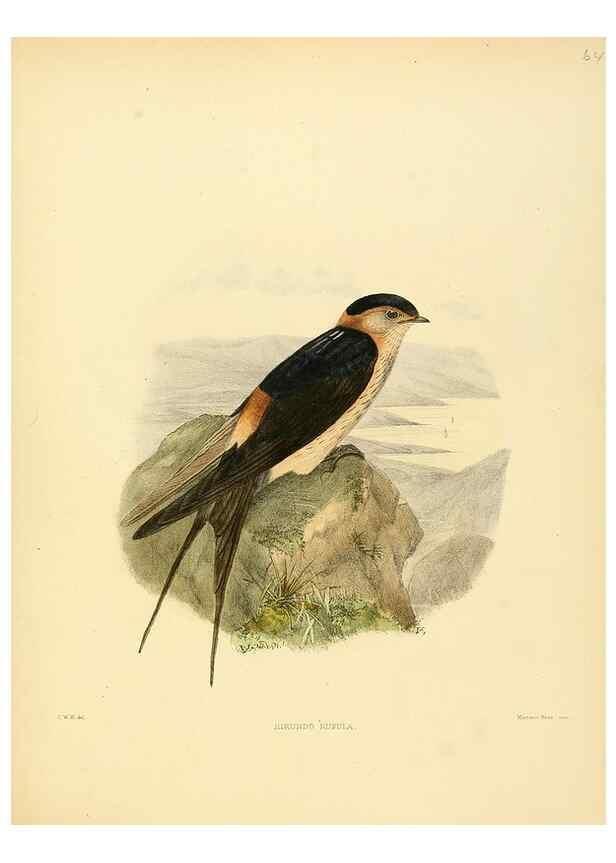 Reproducción/Reproduction 49522636136: A monograph of the Hirundinidae or family of swallows. London :Henry Sotheran & Co.,1885-1894.. 