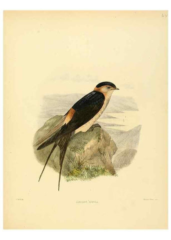 Reproducción/Reproduction 49522636136: A monograph of the Hirundinidae or family of swallows. London :Henry Sotheran & Co.,1885-1894.. 