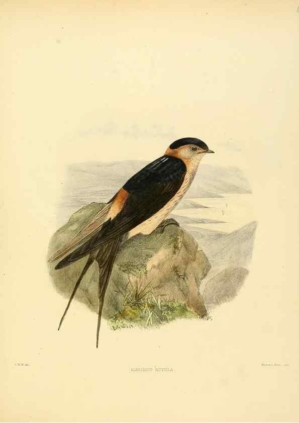 Reproducción/Reproduction 49522636136: A monograph of the Hirundinidae or family of swallows. London :Henry Sotheran & Co.,1885-1894.. 