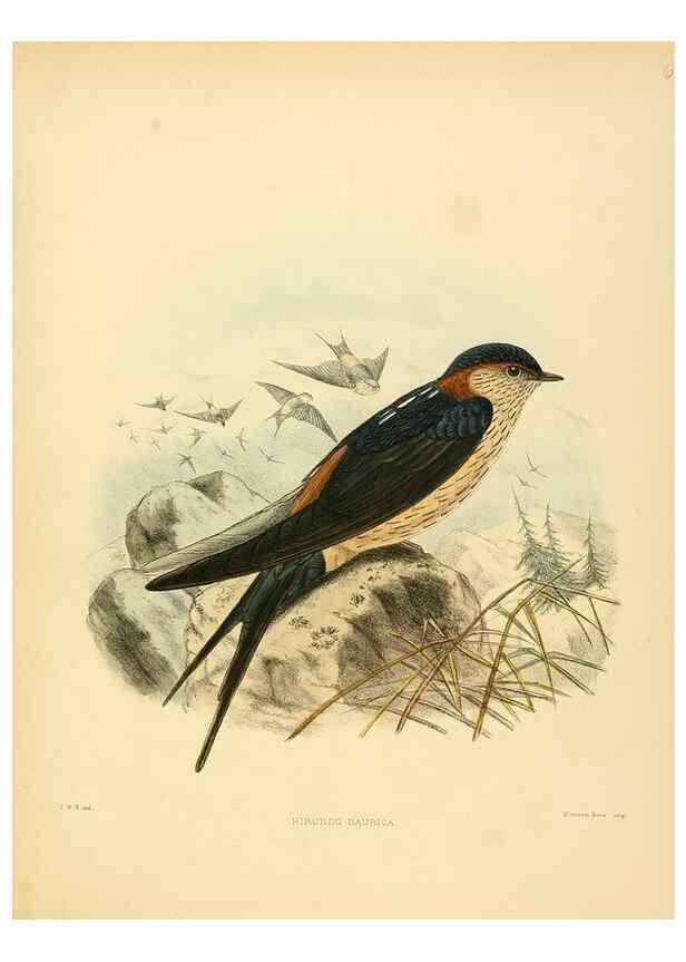 Reproducción/Reproduction 49522853807: A monograph of the Hirundinidae or family of swallows. London :Henry Sotheran & Co.,1885-1894.. 