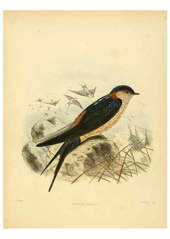 Reproducción/Reproduction 49522853807: A monograph of the Hirundinidae or family of swallows. London :Henry Sotheran & Co.,1885-1894.. 