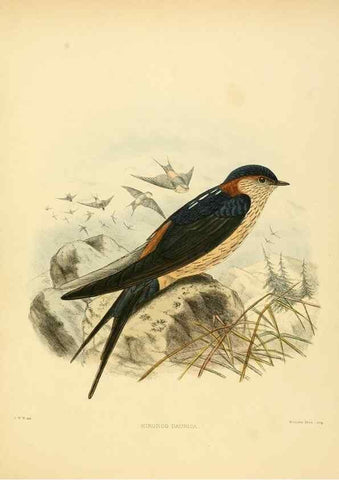 Reproducción/Reproduction 49522853807: A monograph of the Hirundinidae or family of swallows. London :Henry Sotheran & Co.,1885-1894.. 